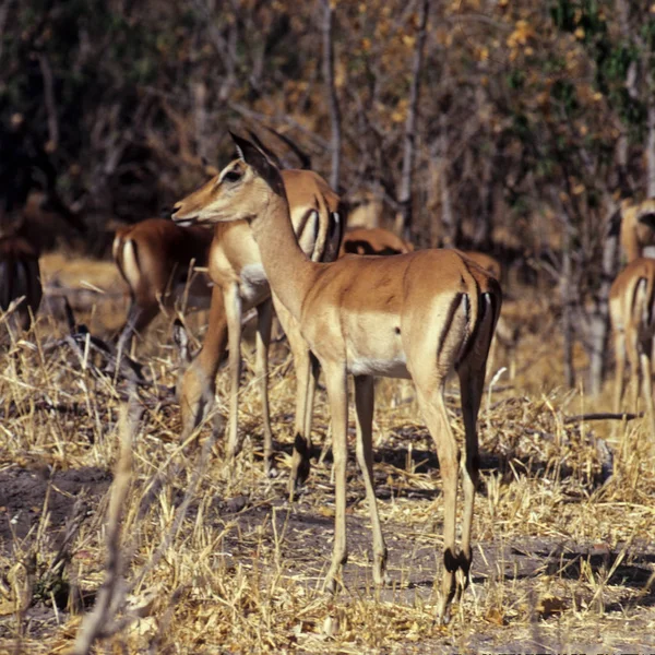 Impala, Botswana, Afrika — Stockfoto