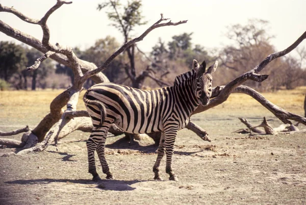 Ebenen Zebra, Botswana, Afrika — Stockfoto