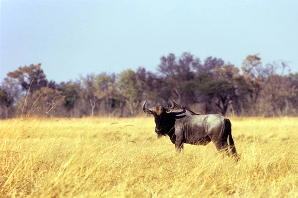 Blue wildebeest — Stockfoto