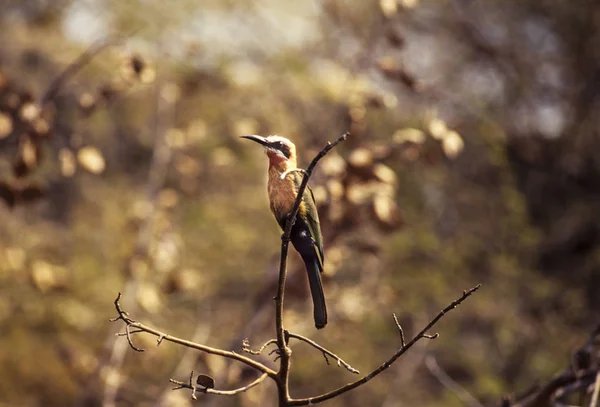 Weiße Bienenfresser, Botswana, Afrika — Stockfoto