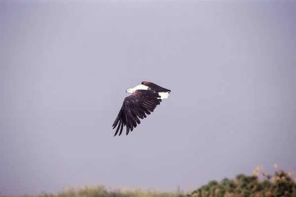 Afrikaanse vis adelaar, Botswana, Afrika — Stockfoto