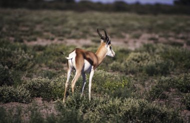 Springbok etkin olarak