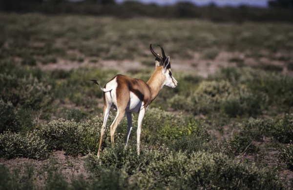 SPRINGBOCK i Etosha — Stockfoto