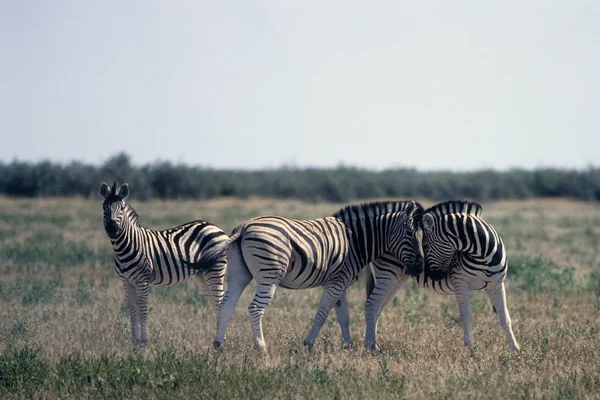 Cebra en el Parque Nacional Etosha, Namibia, África —  Fotos de Stock