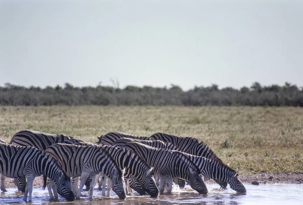 Zebry (Equus burchellii) w parku narodowym Etosha, Namibia, Afryka — Zdjęcie stockowe