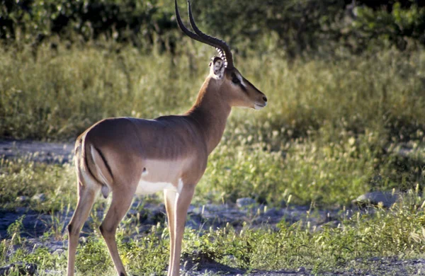 Svart-faced Impala, Etosha — Stockfoto