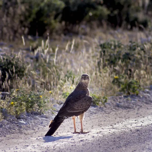 Steppe buzzard — Stockfoto