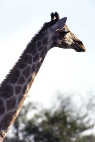 Girafa no parque nacional de Etosha, Namíbia, África — Fotografia de Stock