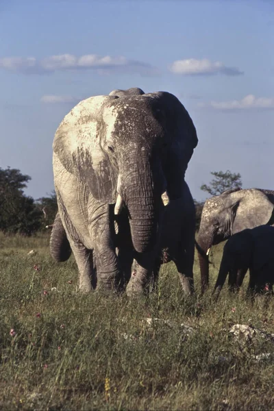 Slon, národní park Etosha — Stock fotografie