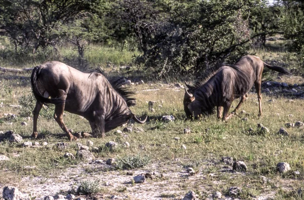 블루 누 우 figh Etosha 국립 공원, 나미비아, 아프리카에서 (Cannochaetes taurinus) — 스톡 사진