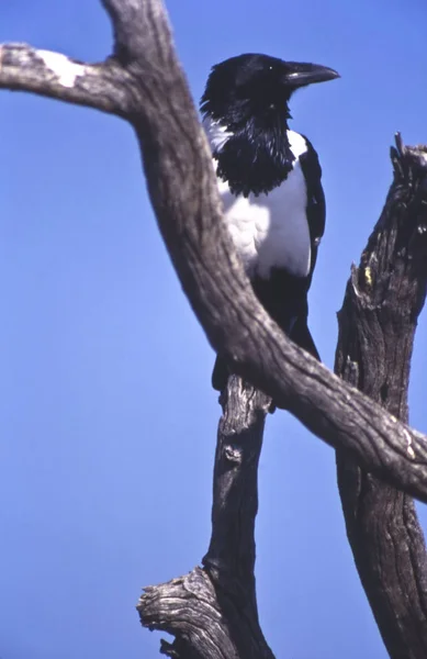 Kruk srokaty (Corvus albus), park narodowy etosha, namibia, Afryka — Zdjęcie stockowe