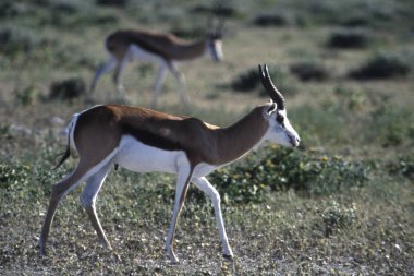 Springbok