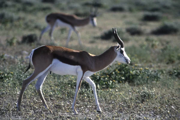 Antilope saltante — Foto Stock