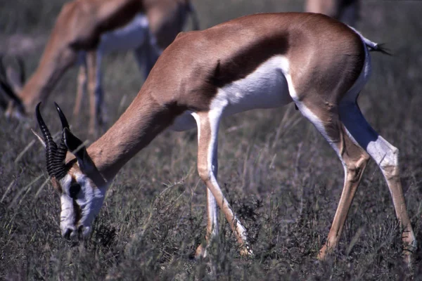 Antilope saltante — Foto Stock
