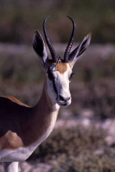 Springbok — Stockfoto