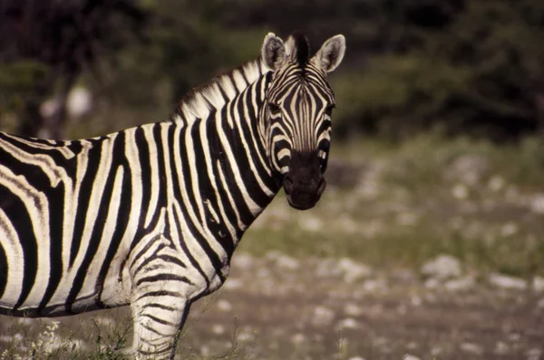 Plains zebra — Stock Photo, Image