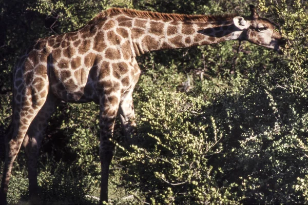 Giraffa — Foto Stock