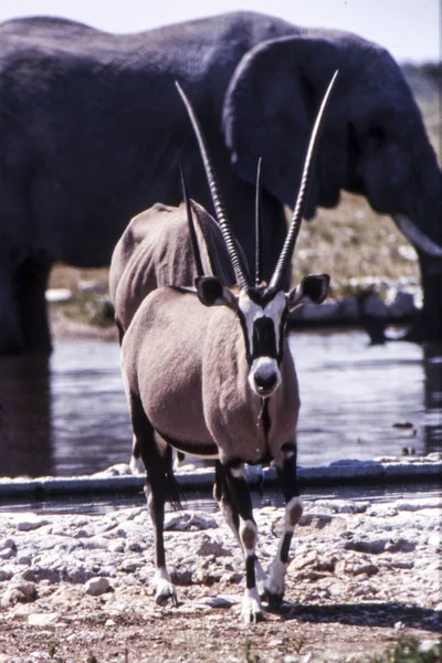 Gemsbock — Stockfoto