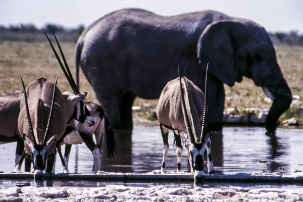 Gemsboks och elefanten — Stockfoto