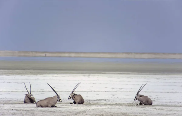 Gemsbok — Stockfoto