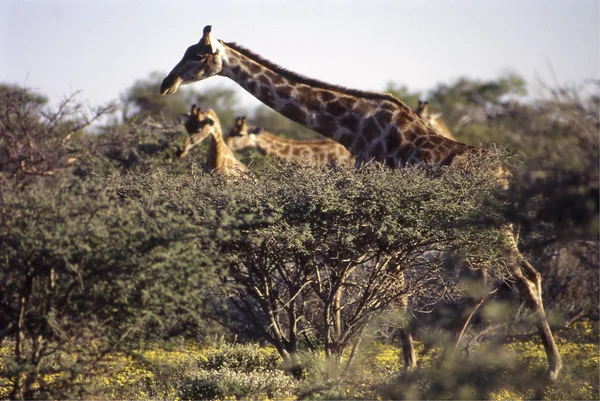 Girafa — Fotografia de Stock