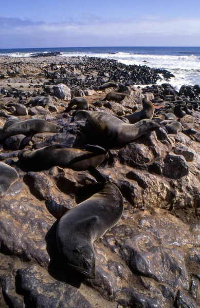 Cape fur seal — Stock Photo, Image