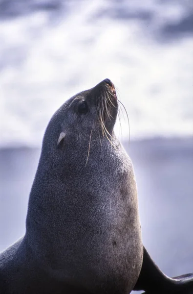 Cape pälssäl — Stockfoto