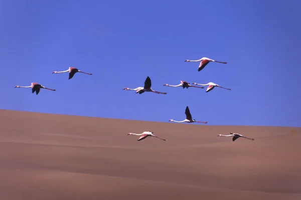 Greater flamingos — Stock Photo, Image