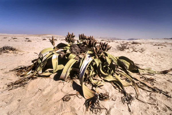 Welwitschia mirabilis lizenzfreie Stockfotos