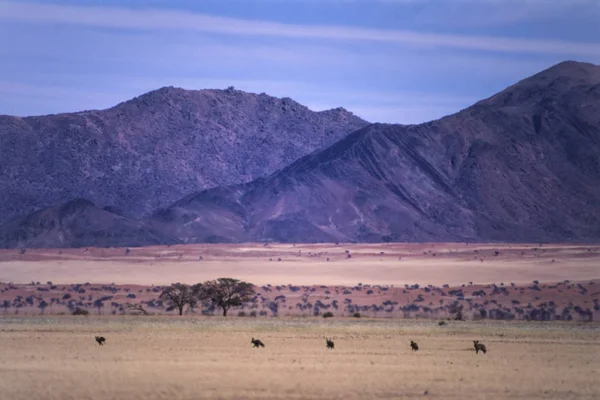 Namib naukluft park — Foto Stock