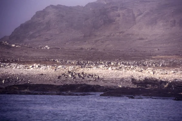 Пингвин-осёл в тумане Галифакса — стоковое фото