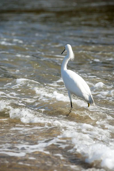 Snowy egret — Stockfoto