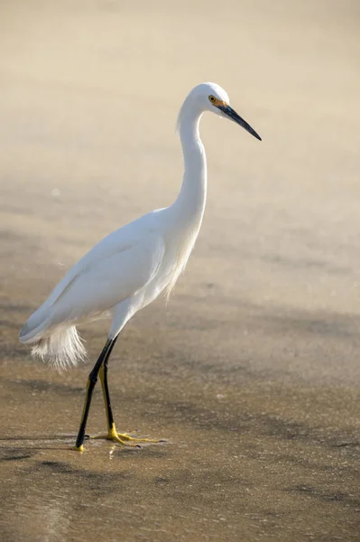 Seidenreiher — Stockfoto