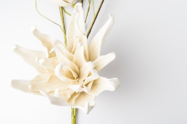 Beyaz gardenya çiçeği