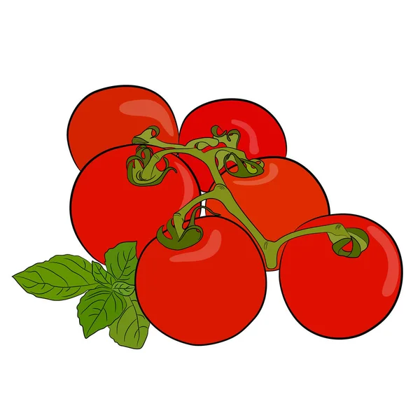 Pomidory. Pozostawia świeży dojrzałe czerwone całego pomidory warzyw z bazylią — Wektor stockowy
