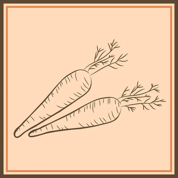 Сельская морковь овощной изолированный набросок. Свежий оранжевый корень — стоковый вектор