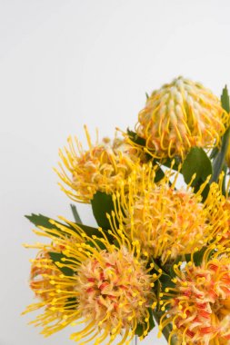 Sarı leucospermum cordifolium çiçek (iğnelik protea)