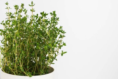 Taze kekik bitki vazo içinde büyümek. 