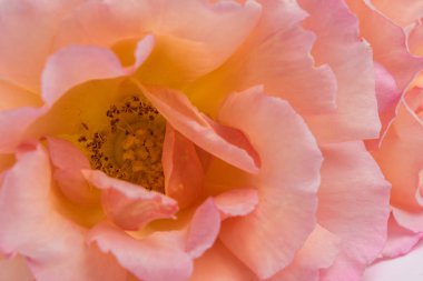 Pembe Gül çiçek taze demet.