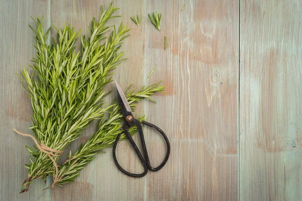 Rozemarijn voor aanplant met een schaar op houten tafel — Stockfoto