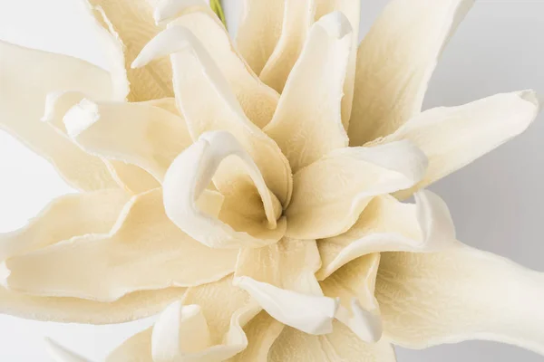 Witte gardenia bloesem — Stockfoto