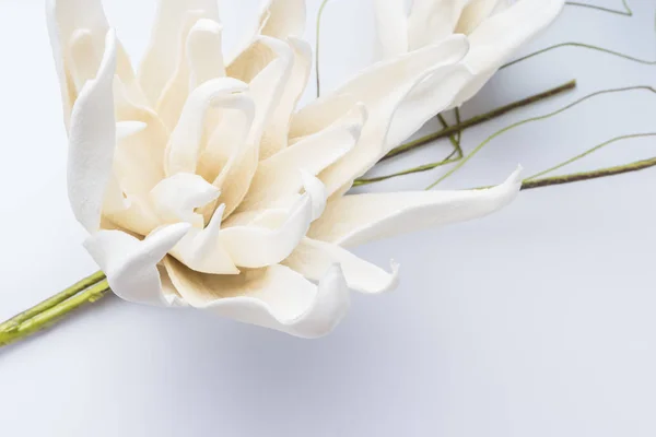 Virága fehér gardenia — Stock Fotó