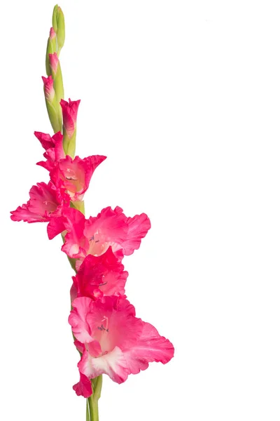 Rosa Gladiolenblüte isoliert auf weißem Hintergrund. — Stockfoto