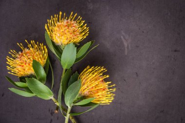 Sarı leucospermum cordifolium çiçek (iğnelik protea)