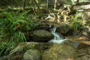 Tam kayalar ve yoğun bitki örtüsü arasında akan nehir.