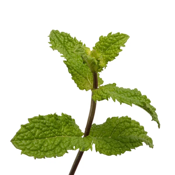 Hojas frescas de menta aisladas sobre fondo blanco. —  Fotos de Stock