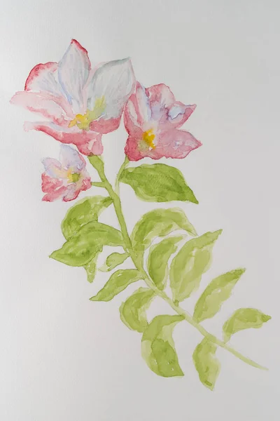 白 backgro に分離されたブランチ ピンク開花野生の花 — ストック写真