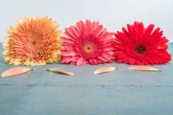 Prachtige gerbera daisy bloemen op turquoise shabby chique achtergrond — Stockfoto