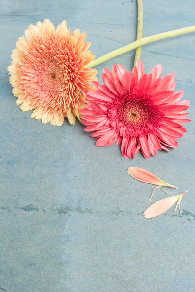 Прекрасні ромашкові квіти гербери на бірюзовому шикарному фоні — стокове фото