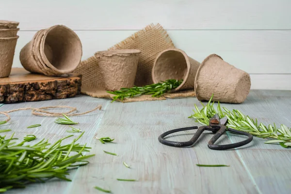 Rosemary untuk menanam dengan alat-alat kebun di atas meja kayu — Stok Foto